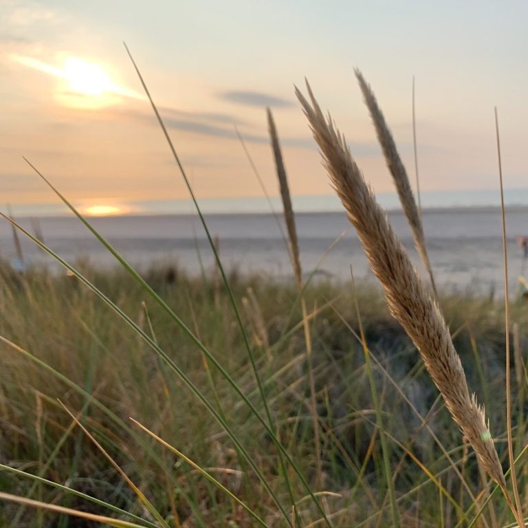 Foto von Nathan Cowley: https://www.pexels.com/de-de/foto/grunes-gras-auf-sand-mit-blick-auf-den-wasserkorper-1300510/